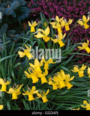 Narcissus - `Peeping Tom' AGM (Cyclameneus)   BUL042422 Stock Photo